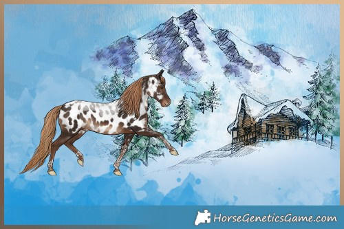 Horse Color:Liver Chestnut Tobiano Appaloosa 