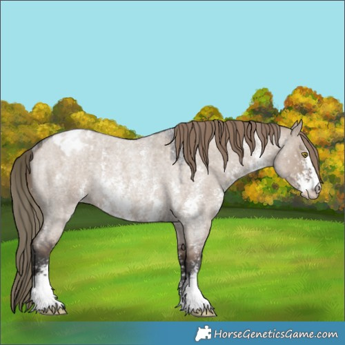 Horse Color:Liver Red Dun Roan Sabino Appaloosa Rabicano 