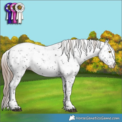 Horse Color:Liver Chestnut Sabino Appaloosa Rabicano