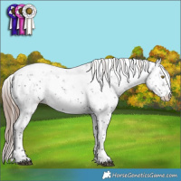 Horse Color:Liver Chestnut Sabino Blanket Rabicano 