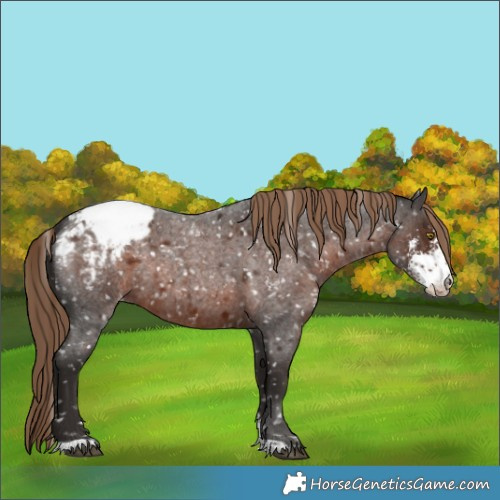 Horse Color:Liver Red Roan Sabino Snowcap Rabicano 