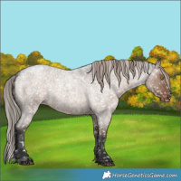 Horse Color:Liver Red Dun Roan Appaloosa 