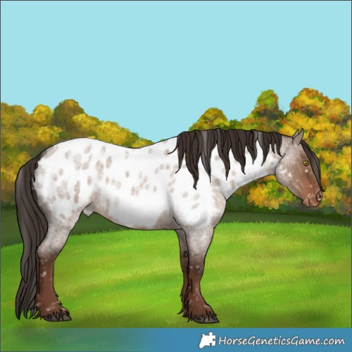 Horse Color:Liver Red Dun Roan Appaloosa Rabicano