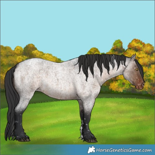 Horse Color:Brown Roan Dun Sabino Snowflake VarnishRabicano Brindle 
