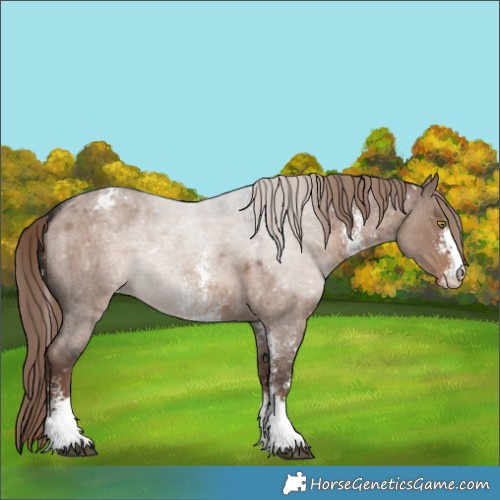 Horse Color:Liver Red Dun Roan Sabino Appaloosa 