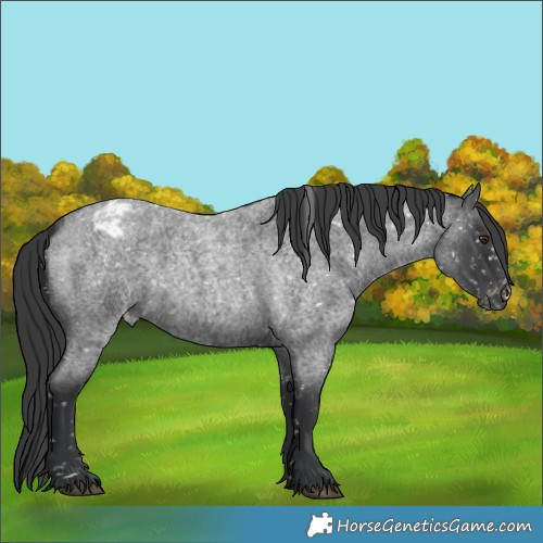 Horse Color:Blue Roan Appaloosa Rabicano 
