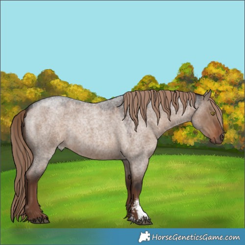 Horse Color:Liver Red Dun Roan Sabino Rabicano 