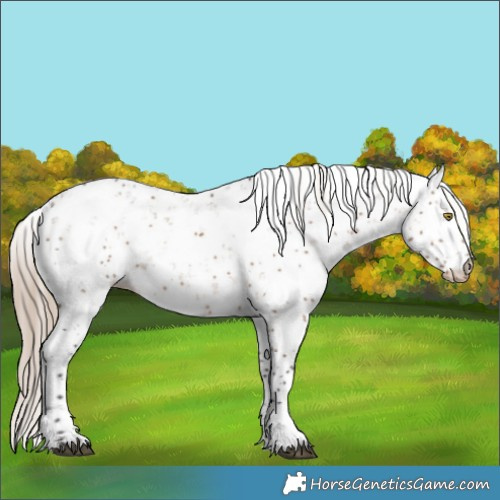 Horse Color:Liver Red Dun Sabino Appaloosa 