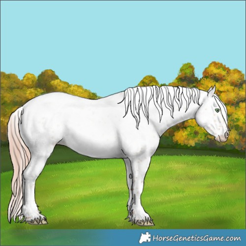 Horse Color:Gold Champagne Dun Sabino 
