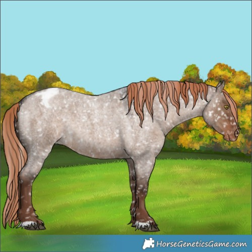 Horse Color:Liver Red Dun Roan Appaloosa Rabicano 