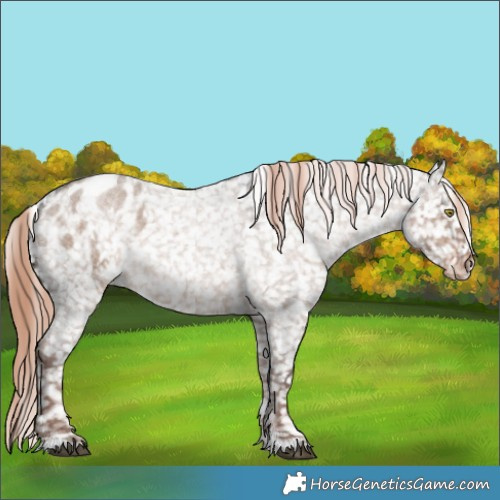 Horse Color:Liver Red Dun Roan Appaloosa Rabicano 
