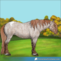 Horse Color:Liver Red Dun Roan Appaloosa Rabicano 