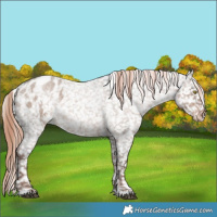 Horse Color:Liver Red Dun Roan Blanket Rabicano 