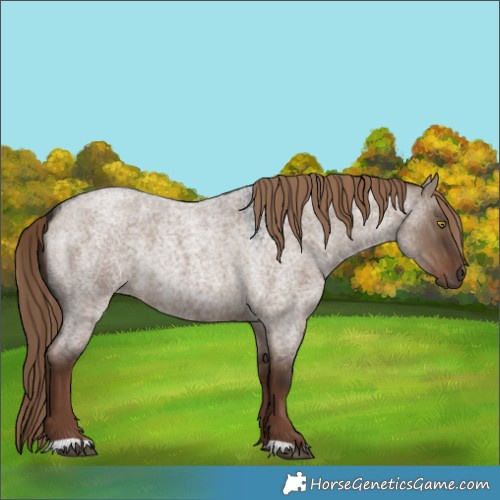 Horse Color:Liver Red Dun Roan Rabicano 