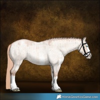 Horse Color:Gold Champagne Roan Dun Sabino Splash Appaloosa Rabicano Brindle 
