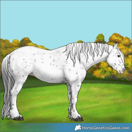 Horse Color:Black Sabino Snowcap Rabicano 