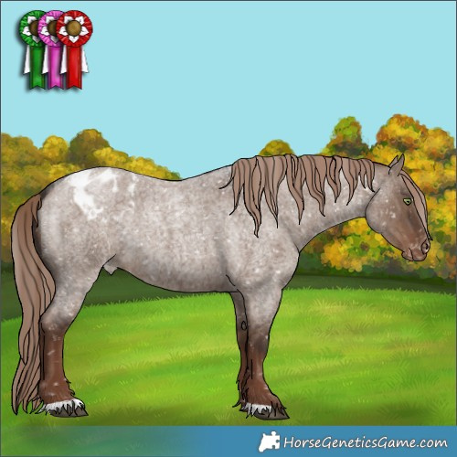 Horse Color:Liver Red Dun Roan Appaloosa Brindle