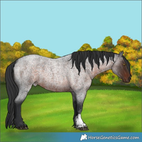 Horse Color:Brown Roan Sabino 