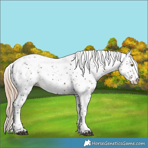 Horse Color:Liver Chestnut Sabino Snowflake VarnishRabicano 