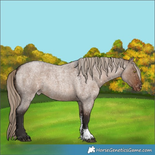 Horse Color:Liver Red Dun Roan Sabino Appaloosa