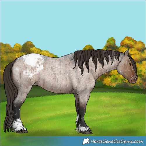 Horse Color:Liver Red Dun Roan Sabino Appaloosa Rabicano Brindle 