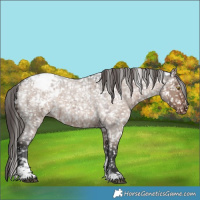 Horse Color:Liver Red Dun Roan Sabino Appaloosa Rabicano Brindle