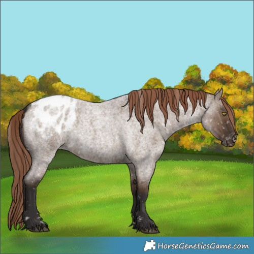 Horse Color:Liver Red Dun Roan Appaloosa Rabicano Brindle