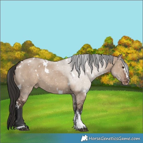 Horse Color:White Spotted Liver Red Dun Sabino Appaloosa 