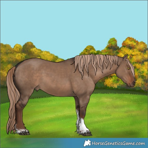 Horse Color:Liver Red Dun Sabino Tobiano