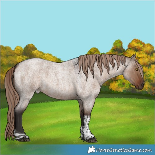 Horse Color:Liver Red Dun Roan Tobiano Rabicano 