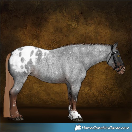 Horse Color:Liver Red Roan Sabino Appaloosa 