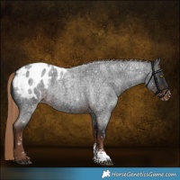 Horse Color:Liver Red Roan Sabino Appaloosa 