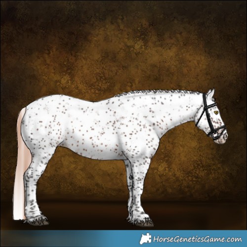 Horse Color:Liver Chestnut Sabino