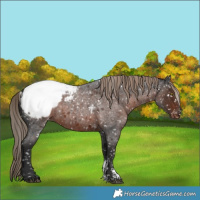 Horse Color:Liver Red Roan Sabino Snowcap Rabicano 