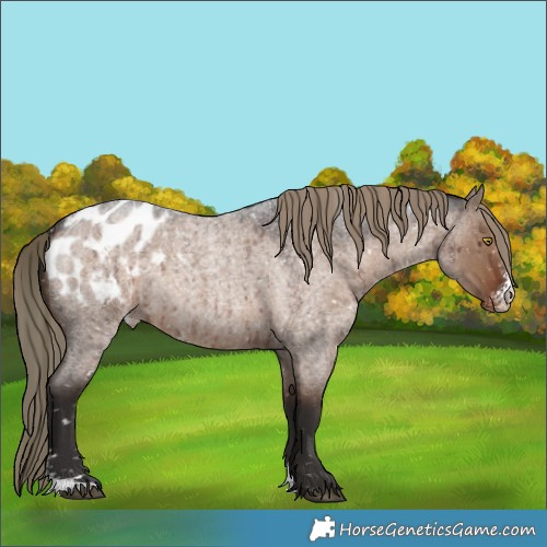 Horse Color:Liver Red Dun Roan Sabino Appaloosa Rabicano Brindle 