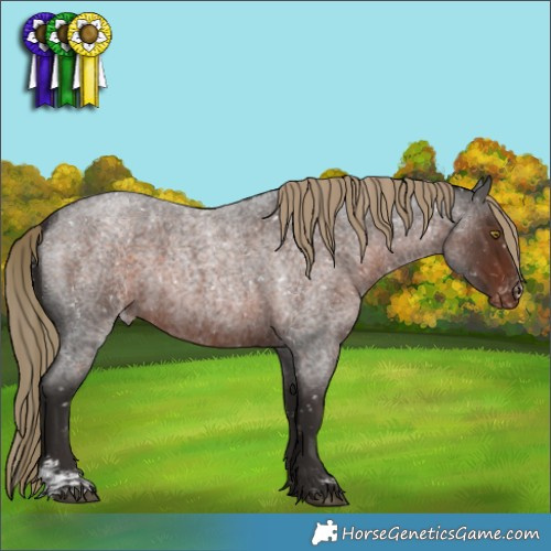 Horse Color:Liver Red Roan Sabino Appaloosa 