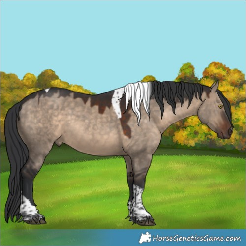Horse Color:Brown Dun Sabino Tobiano Rabicano