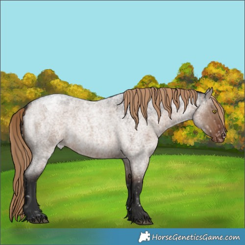 Horse Color:Liver Red Dun Roan Snowflake Varnish Rabicano 