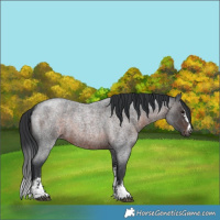 Horse Color:Brown Roan Sabino
