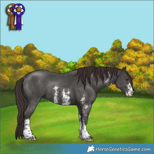 Horse Color:Liver Chestnut Sabino Rabicano 