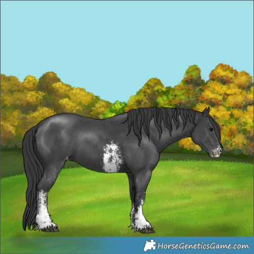 Horse Color:Black Sabino Appaloosa 