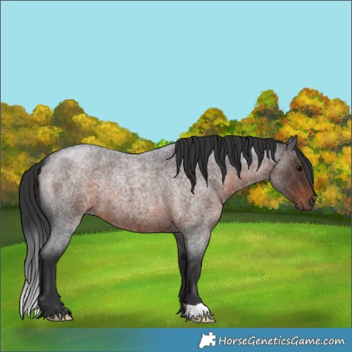 Horse Color:Brown Roan 