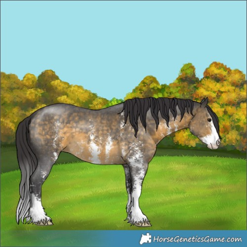 Horse Color:Buckskin Sabino 