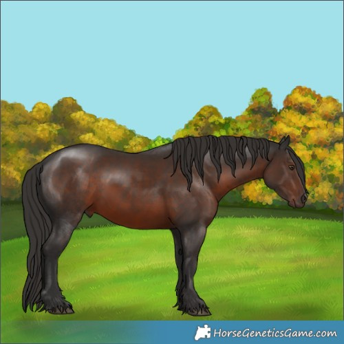 Horse Color:Liver Chestnut 