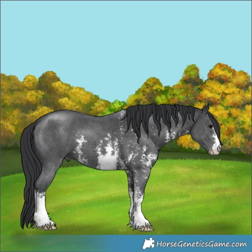 Horse Color:Black Sabino 