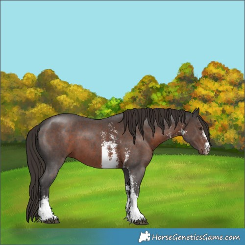 Horse Color:Liver Chestnut Sabino 