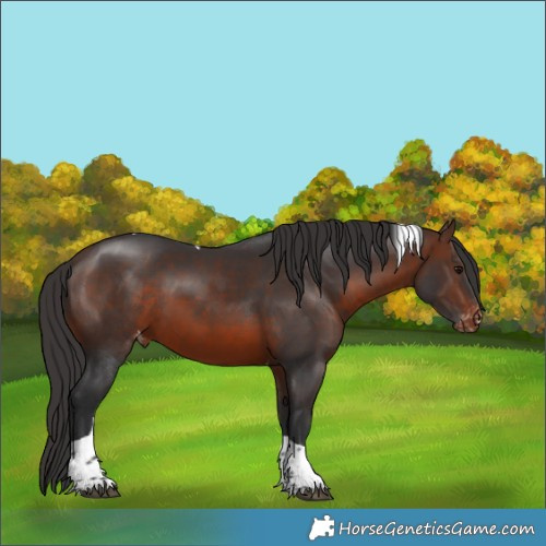 Horse Color:Brown Tobiano Appaloosa 