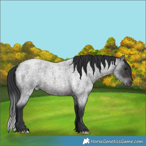 Horse Color:Brown Roan 