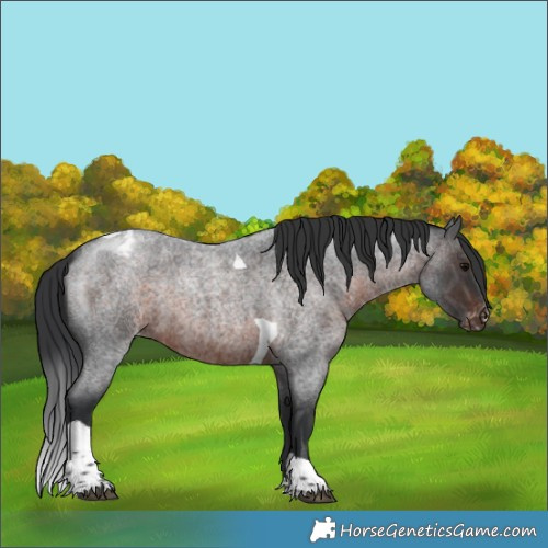 Horse Color:Brown Roan Tobiano Appaloosa 