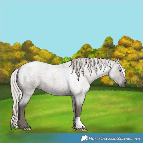 Horse Color:Silver Blue Roan 